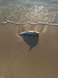 High angle view of fish on beach