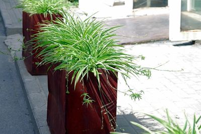 Close-up of plant