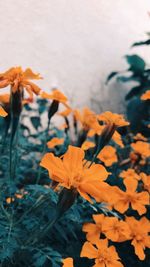 Close-up of orange flowering plant