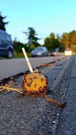 Close-up of a reptile on the road