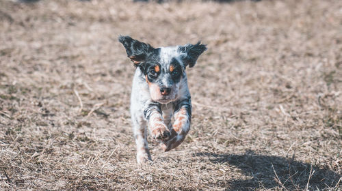 Portrait of dog running on field