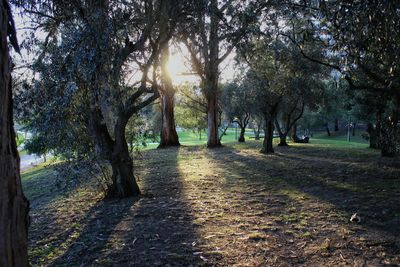 Trees in sunlight