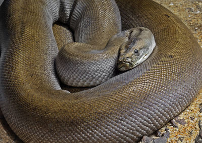 High angle view of animal resting on land