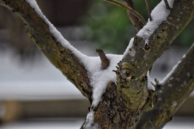 Close-up of lizard on branch