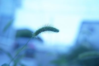 Close-up of plant against blurred background