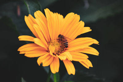 Close-up of yellow flower