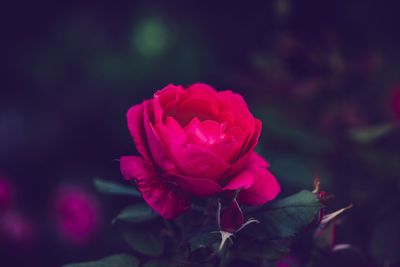 Close-up of pink rose blooming outdoors