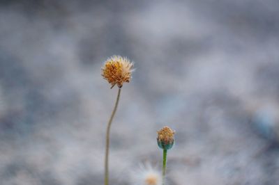 Close-up of wilted plant on field