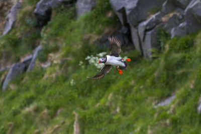 Bird flying against mountain