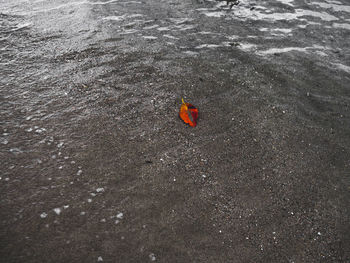 Close-up of red wall