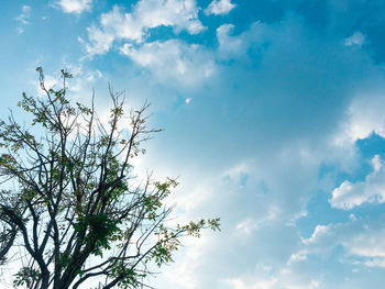 Low angle view of flowering plant against blue sky