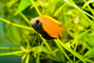 Close-up of an fish