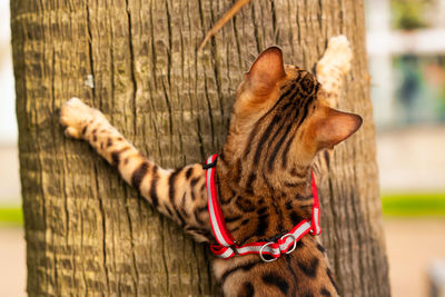 Close-up of a cat on tree trunk