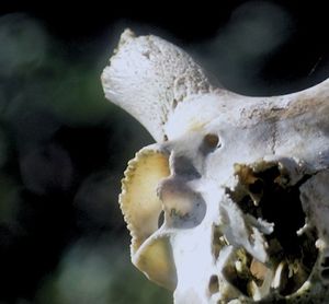 Close-up of plant against blurred background