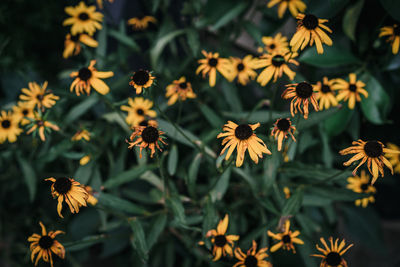 Close-up of yellow daisy flowers