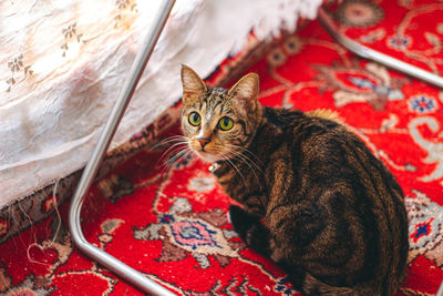 Portrait of cat sitting on carpet