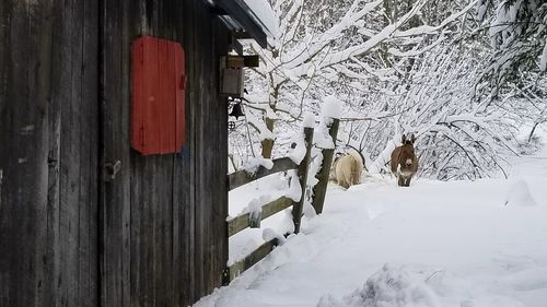 Dog on snow covered landscape