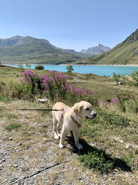 Dog standing on mountain by lake against sky