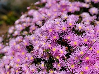 Close-up of purple flowering plants