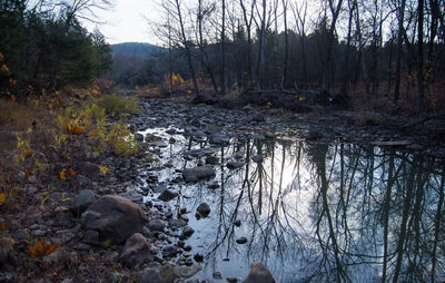 River amidst bare trees in forest