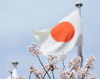 Japan flag and cherry blossoms on a sunny blue sky day in spring