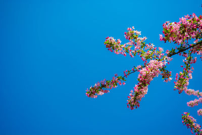 Low angle view of cherry blossoms against clear blue sky