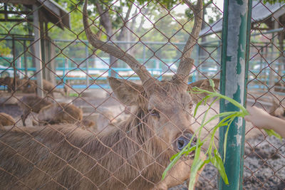 Close-up of a horse on a fence