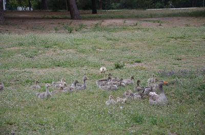 View of birds on field