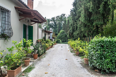 Alley of winery in tuscany, italy.  terra cotta pot tuscan home. footpath amidst trees and buildings