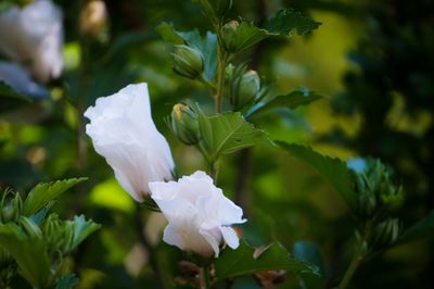 Close-up of white flowers