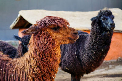 A  close-up of a brown lama with a black lama in the background in a wool farm , arequipa, peru