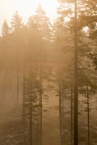 Trees in forest during foggy weather