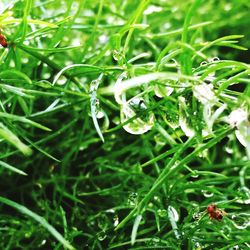 Close-up of raindrops on grass