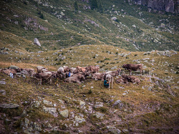 Flock of sheep in a farm