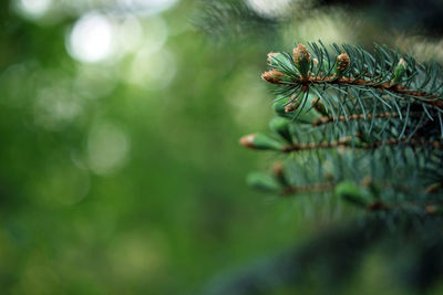 Close-up of tree