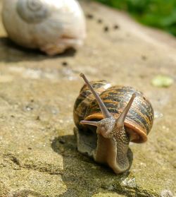 Close-up of an animal