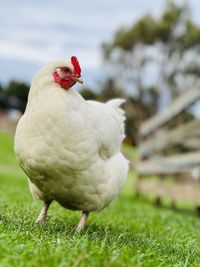 Close-up of bird on field