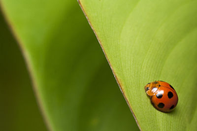 Close-up of ladybug on leaf