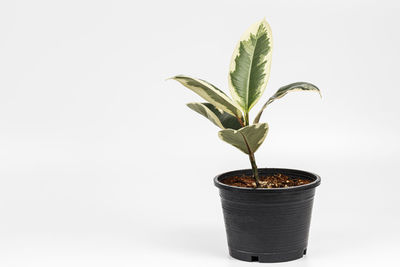 Close-up of potted plant against white background