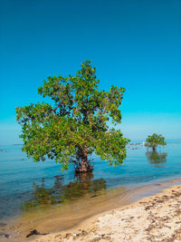 Tree by sea against clear blue sky