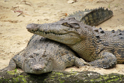 Close-up of a resting on a land