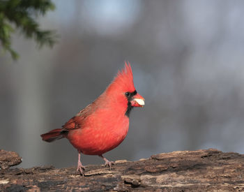 Close-up of bird perching on rock