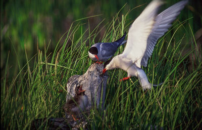 Arctic terns by young bird amidst grass