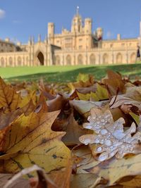 Close-up of maple leaves on historic building