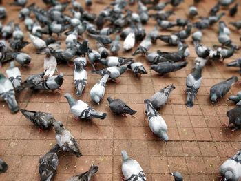 High angle view of pigeons perching on footpath