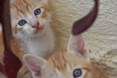 Close-up portrait of kitten