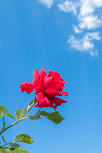 Low angle view of red flowering plant against blue sky