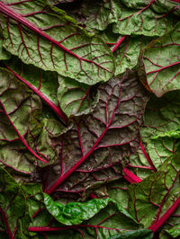 Top view pile of fresh healthy chard with green leaves and thin stalks placed on red background in light room