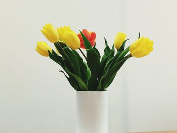 Close-up of yellow tulips in vase against white background