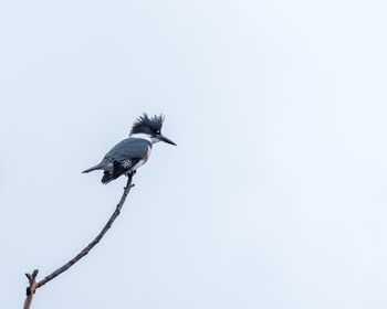 Low angle view of bird perching on clear sky